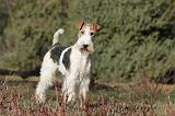 FOX TERRIER 451